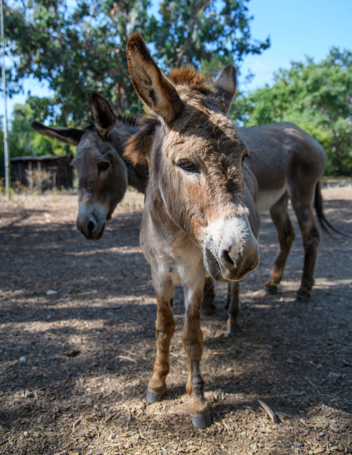 Barron Park Donkeys