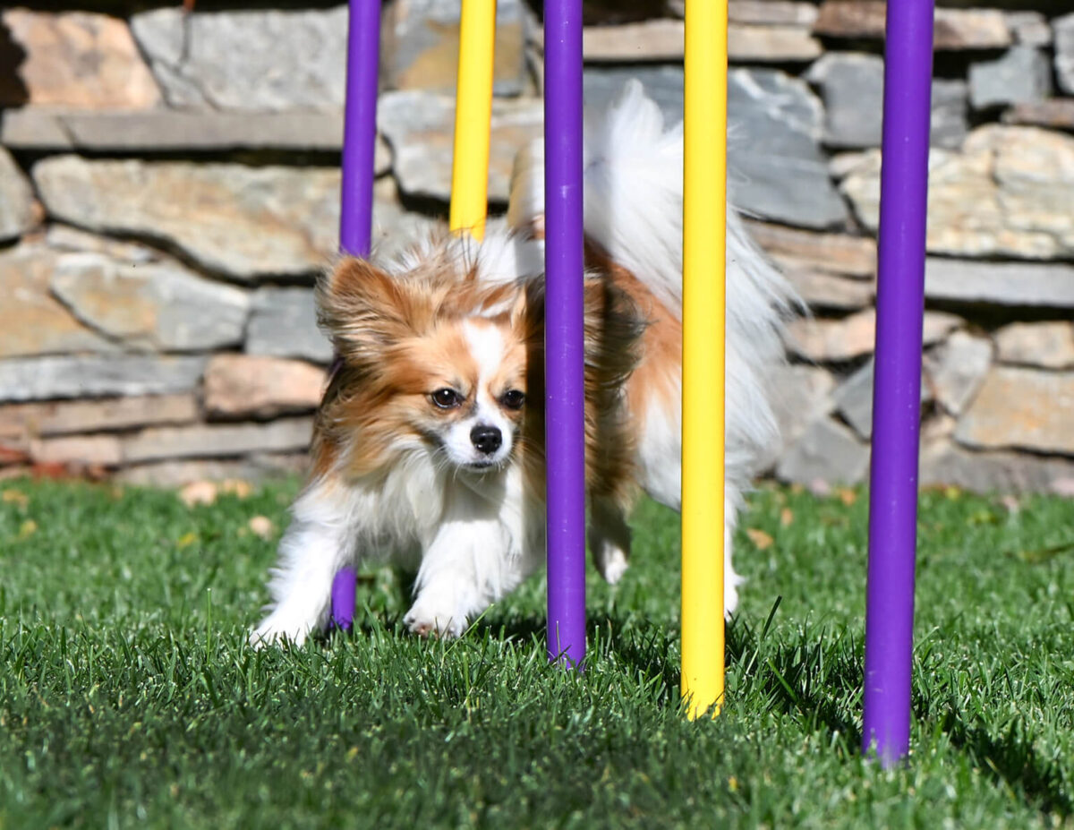Diary of a Dog: Beau