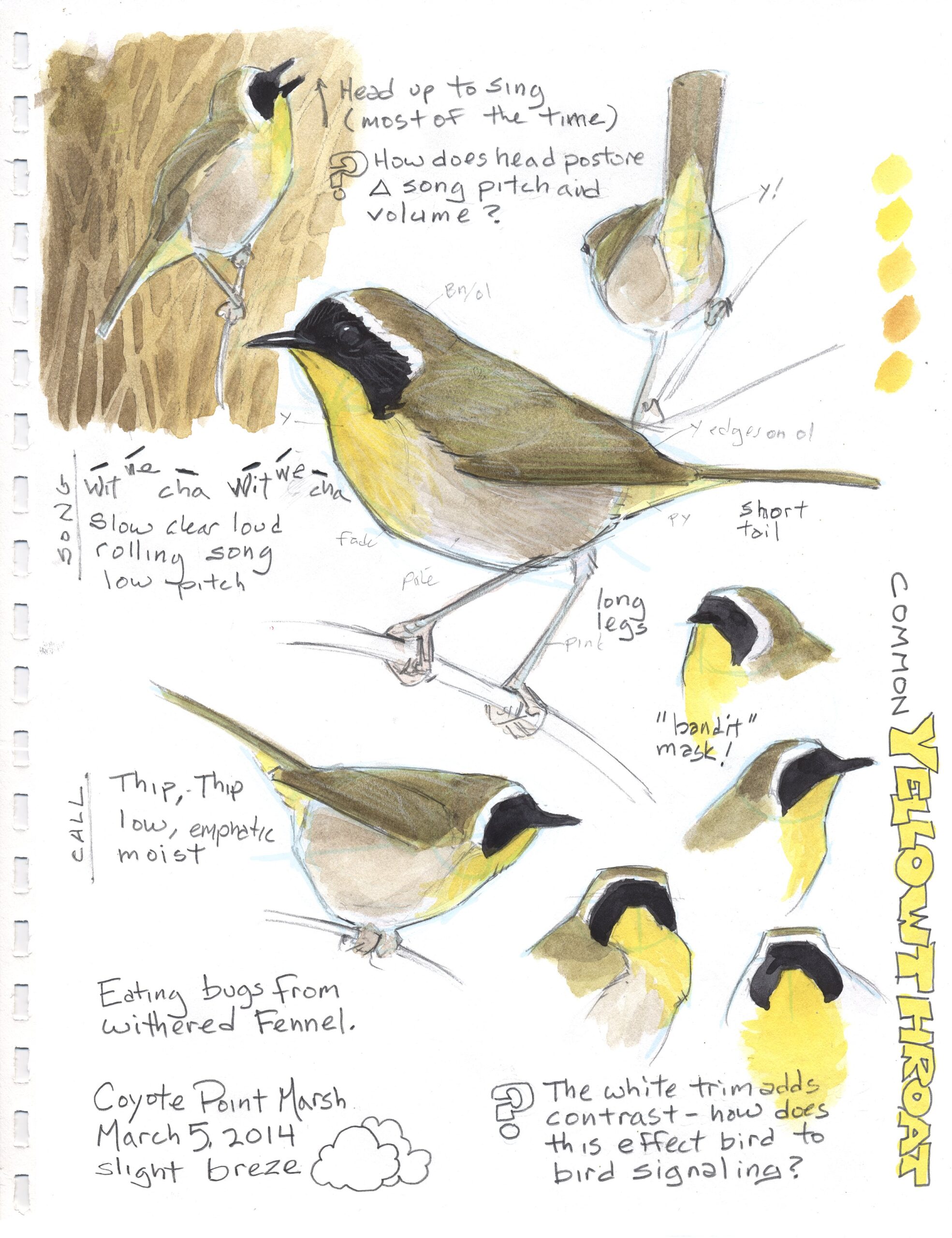 Speed Drawing Birds • John Muir Laws
