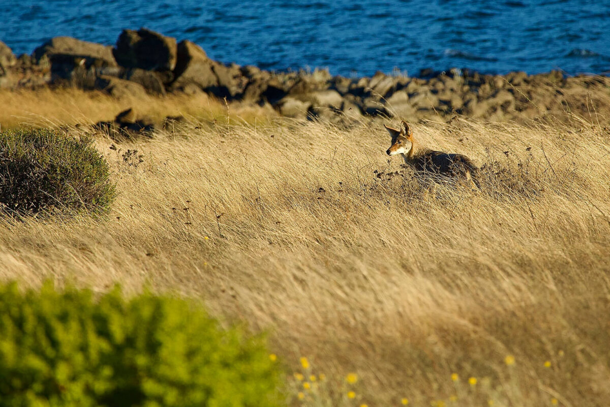 Perfect Shot: Looking for Lunch