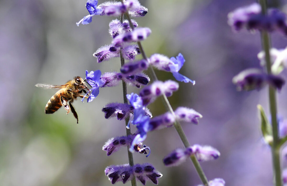 Perfect Shot: Bee-utiful Burlingame Hills