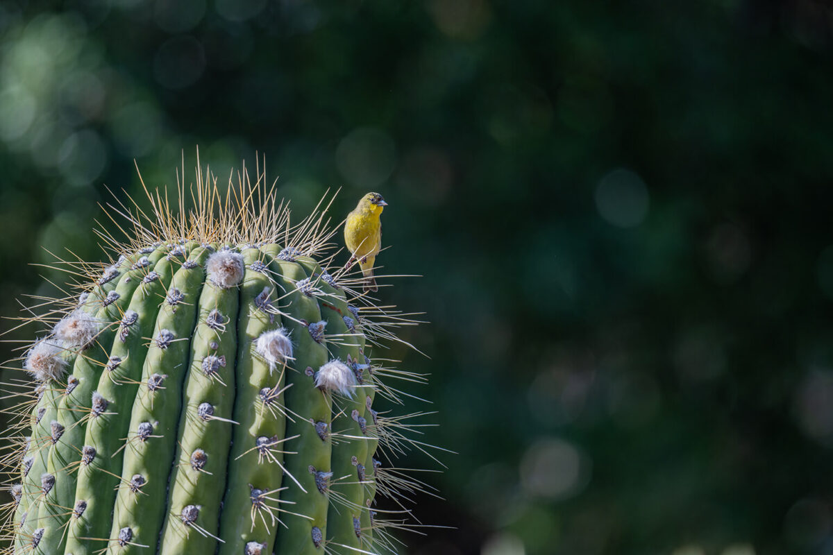 Perfect Shot: Prickly Perch