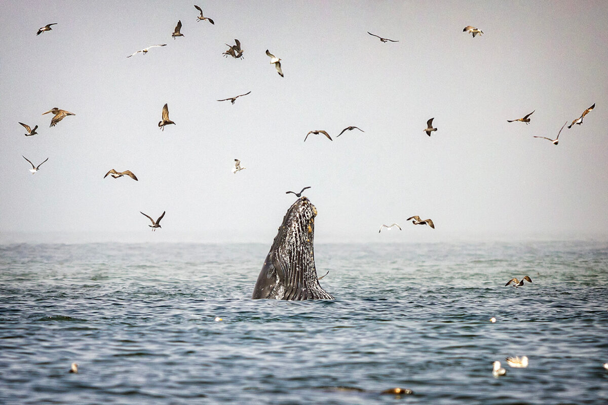 Perfect Shot: Sea and Sky