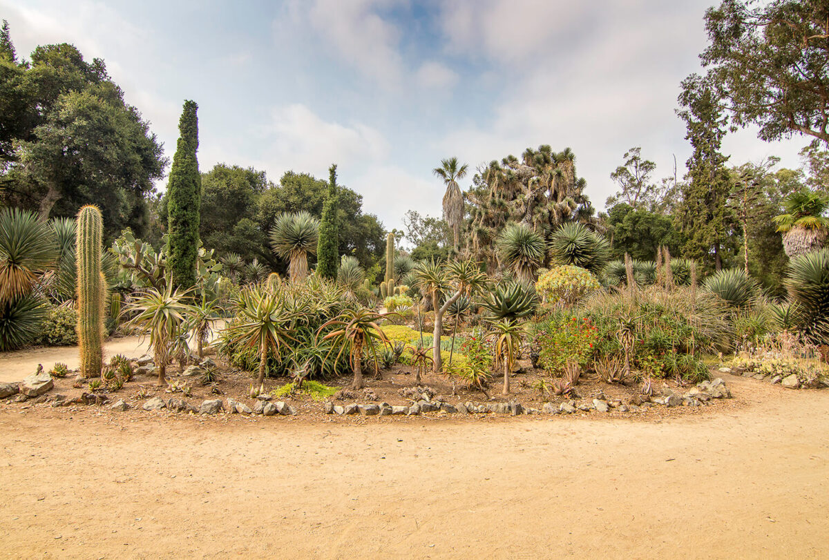 A Prickly Story: Stanford Arizona Cactus Garden