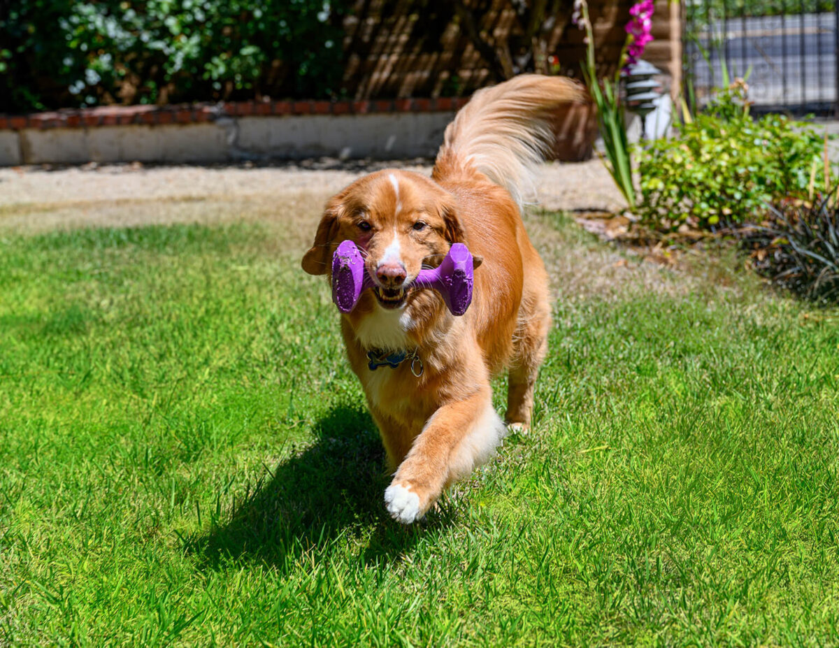 Diary of a Dog: Jake