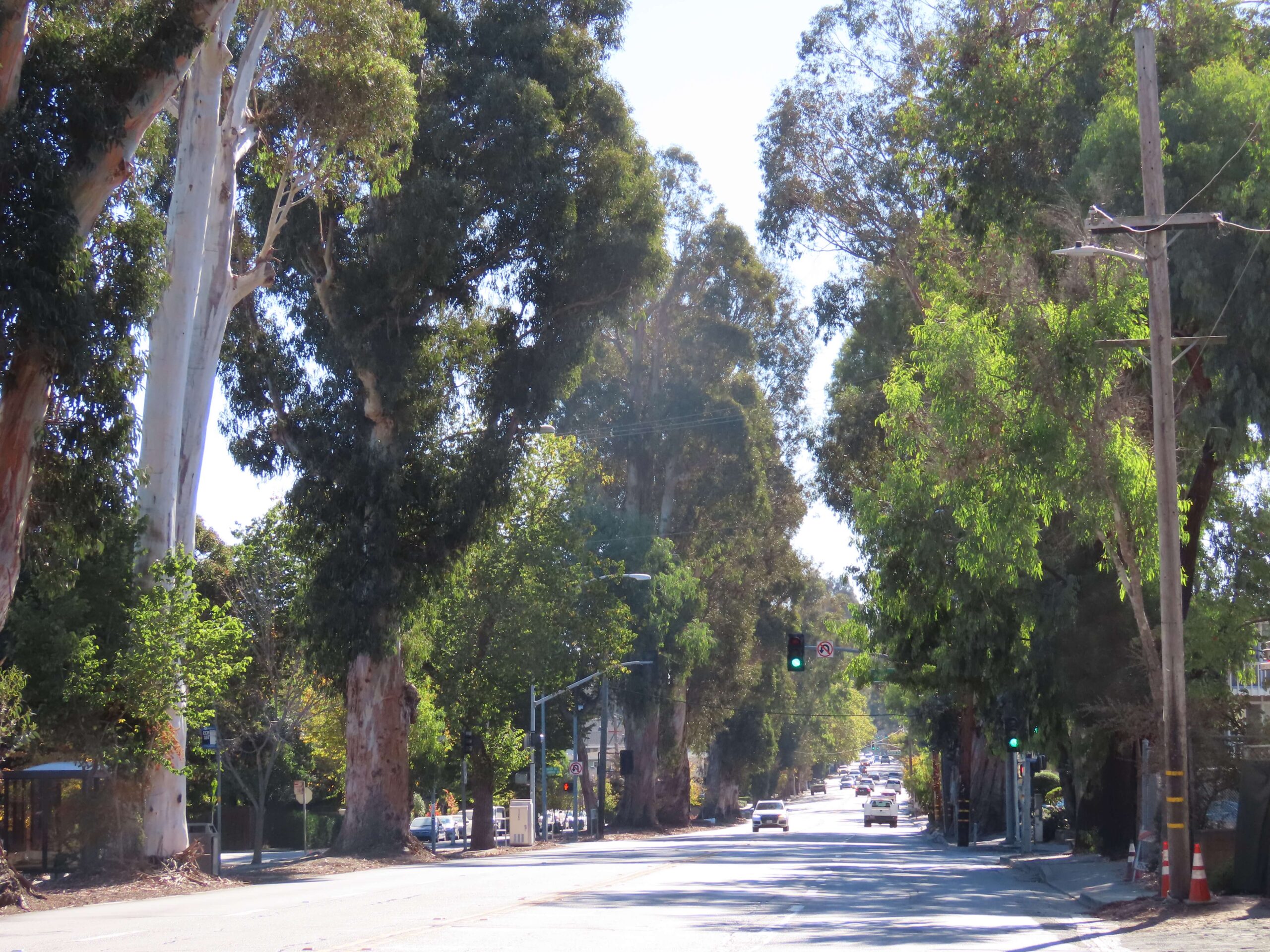 Burlingame Eucalyptus Tree Rows Punch Magazine