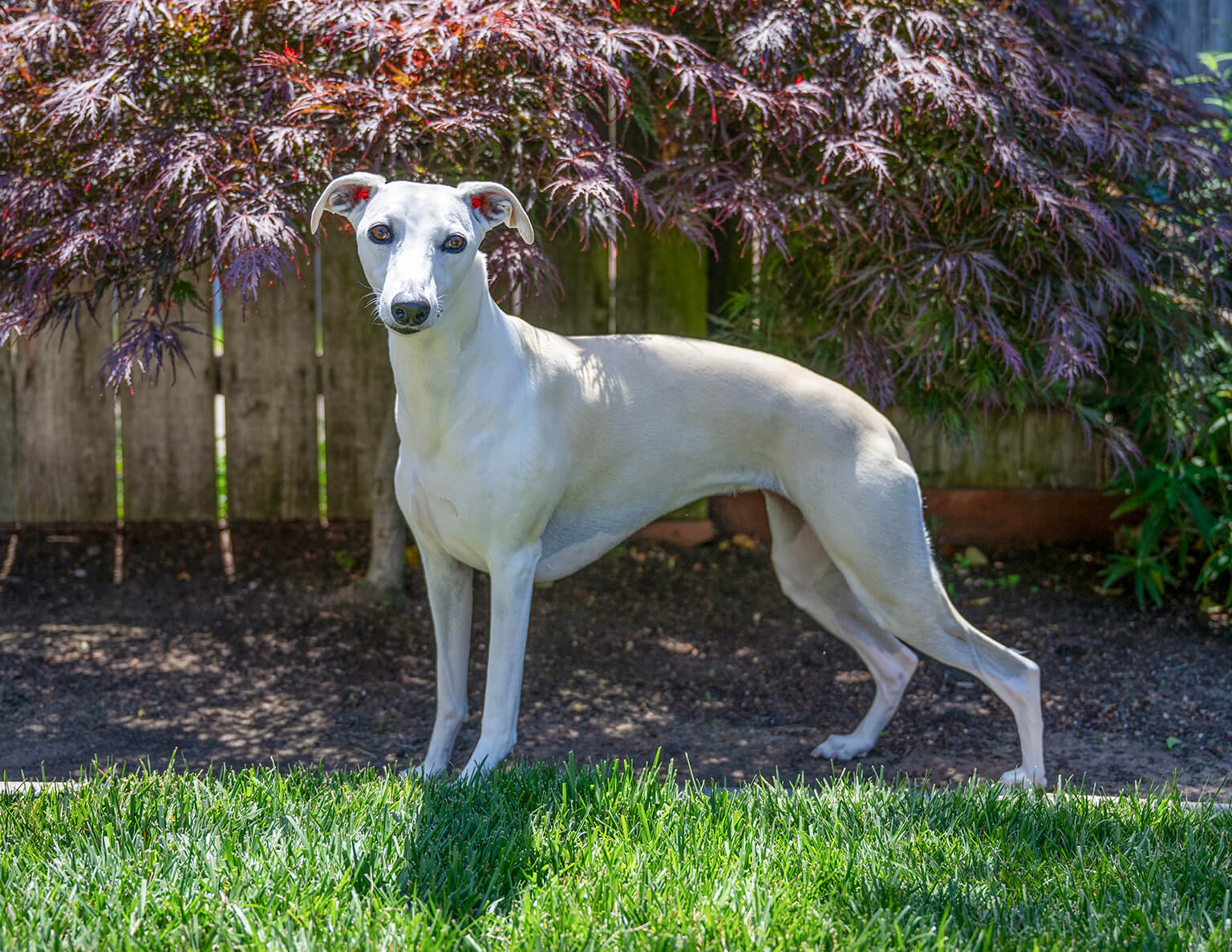 Diary of a Dog: Josie - Punch Magazine