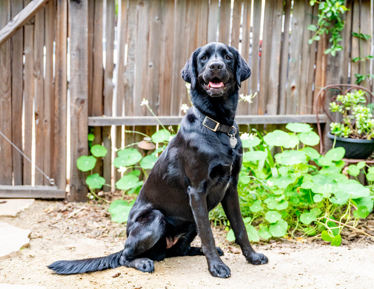 Diary of a Dog: Linnie