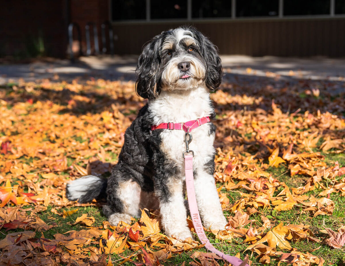 Diary of a Dog: Mathilda