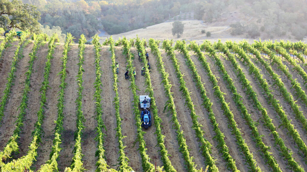 Young Healdsburg winemaker jumps onto pétillant naturel trend