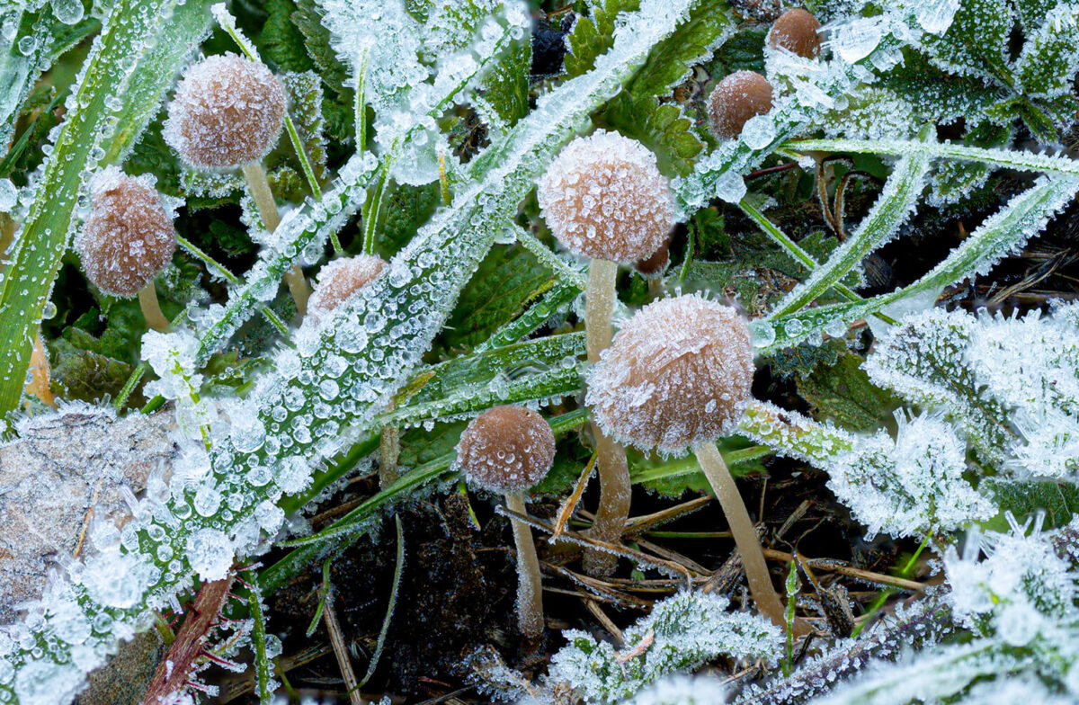 Perfect Shot: Ice Caps