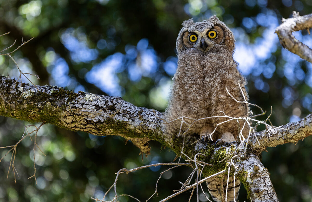 Perfect Shot: Whooo’s there?