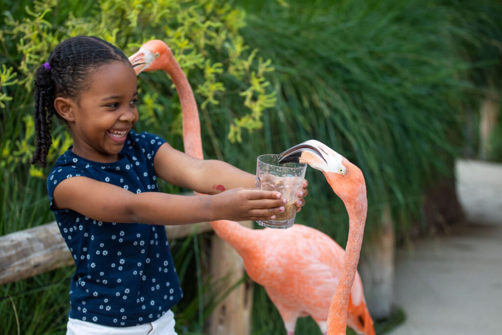 Girl Feeding Flamingos at the Zoo