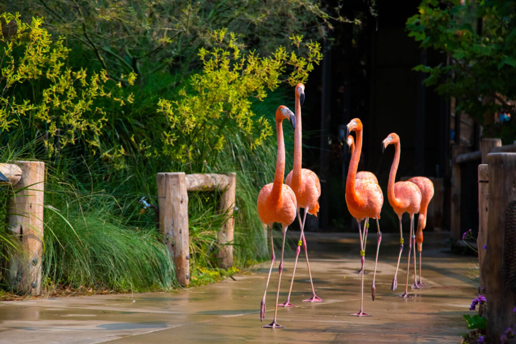 Flamingos at Palo Alto Zoo