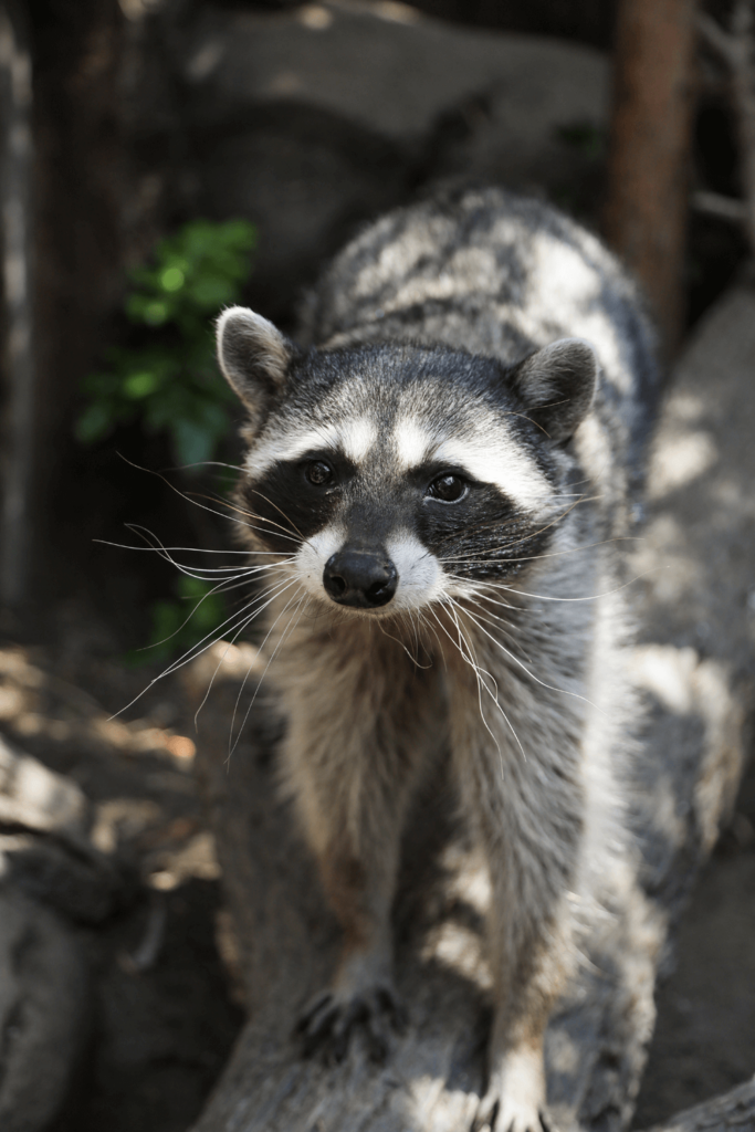 Palo Alto Zoo Racoon Loki