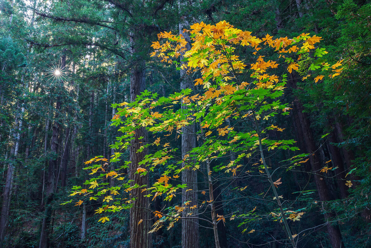 Nature Calls: Fantastic Fall Hikes