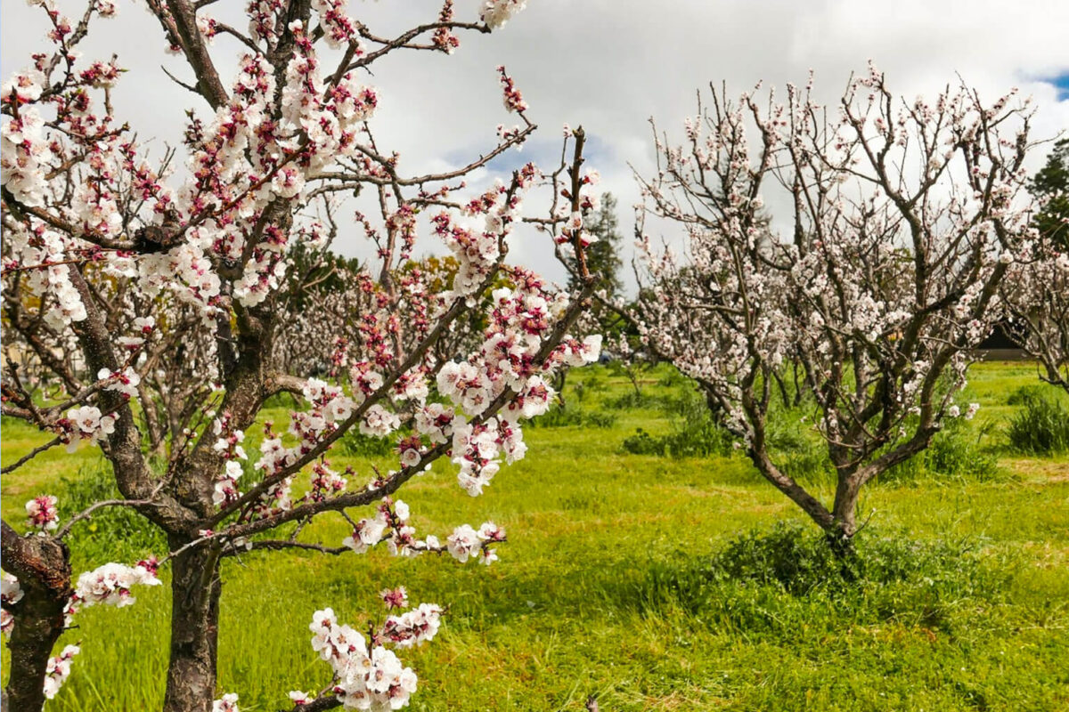 Landmark: Los Altos Heritage Orchard