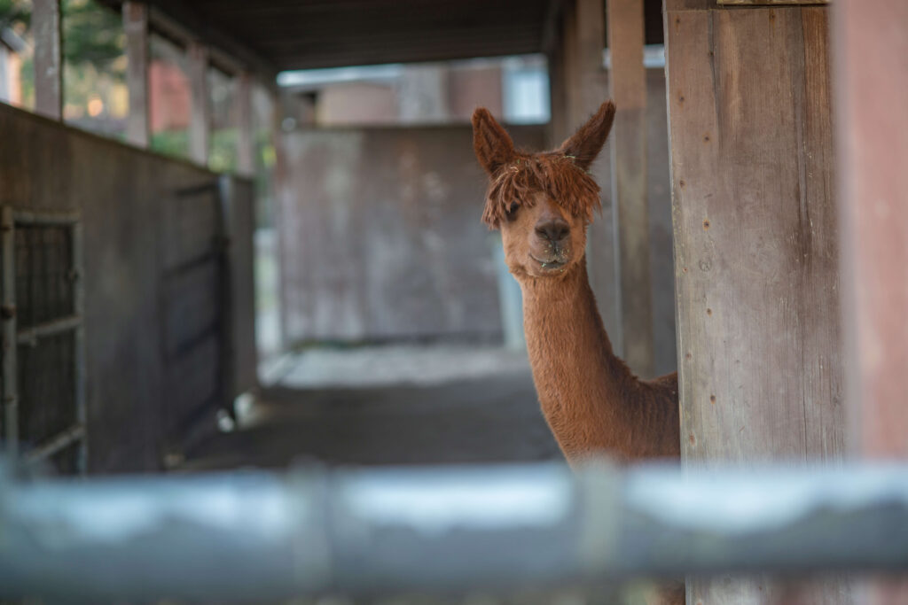 Alpacas: Fleece to meet you - The Columbian