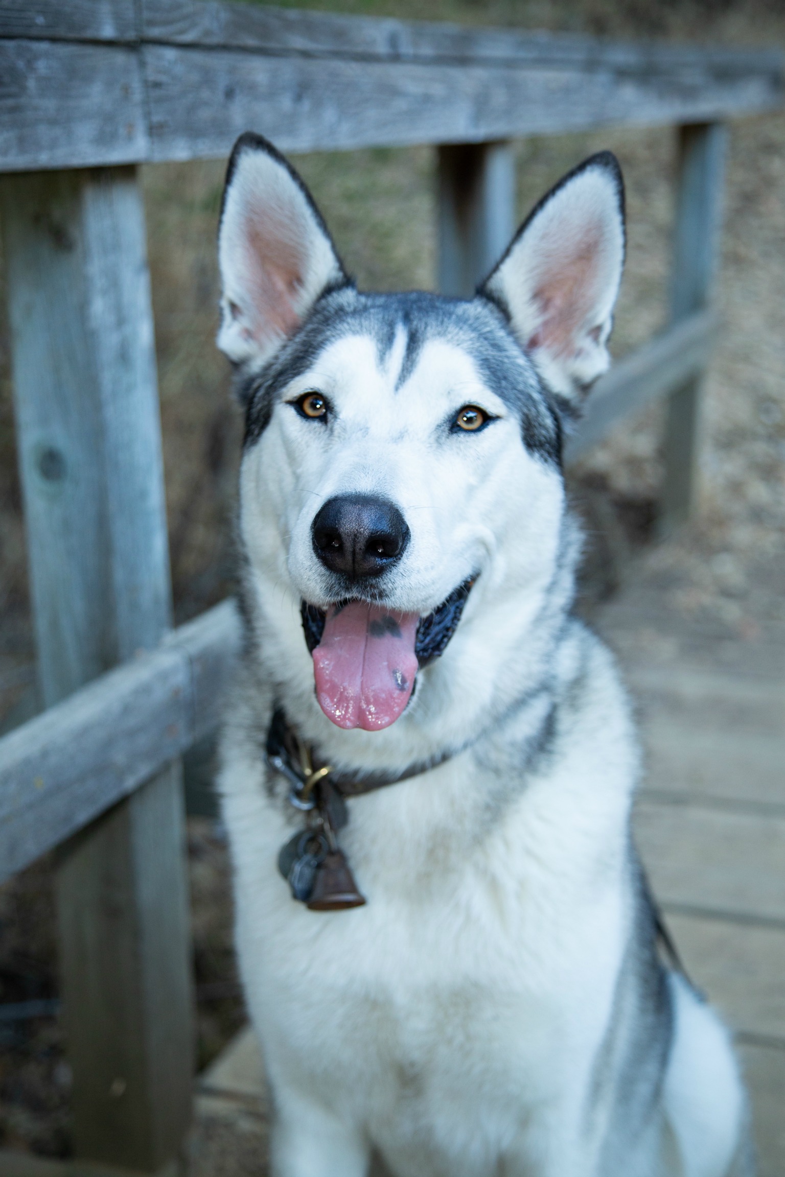 Diary of a Dog: Merlin - Punch Magazine