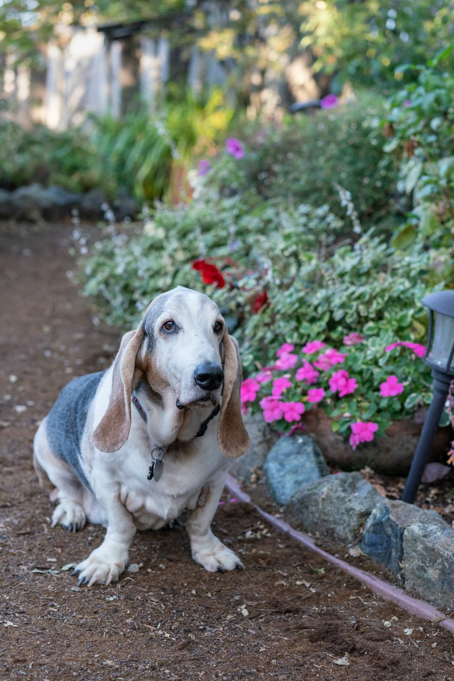 dog-norman-web.jpg