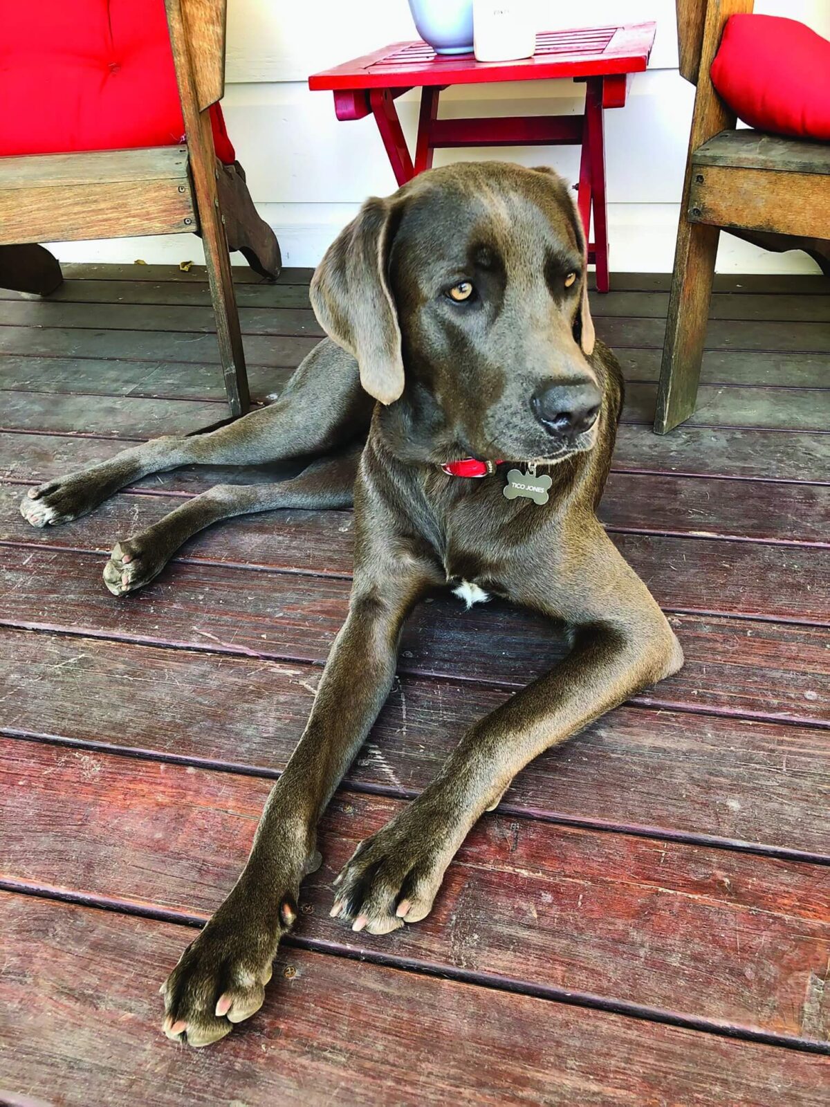 K9 Bruno, Amarillo Police Department, Texas