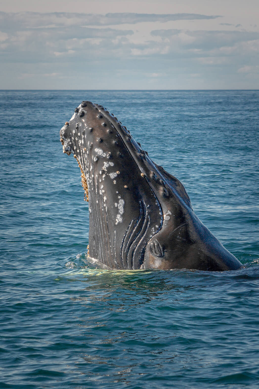 A Whale of A Time: Monterey Adventure