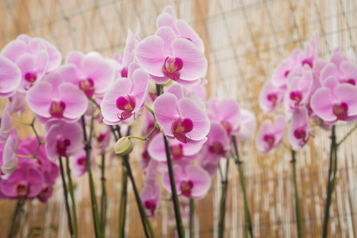 Orchid Grower: Sphagnum, Bark Both Have Place As Medium - Greenhouse Grower