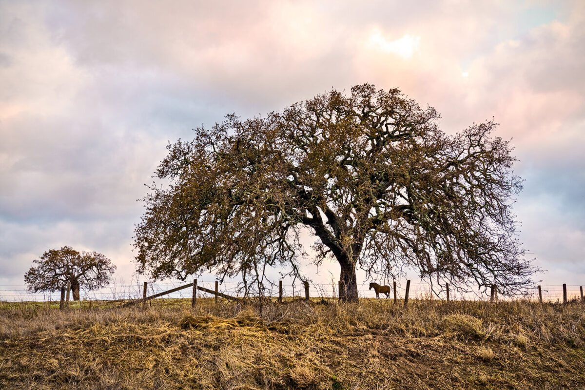 Perfect Shot: Pastoral Paradise