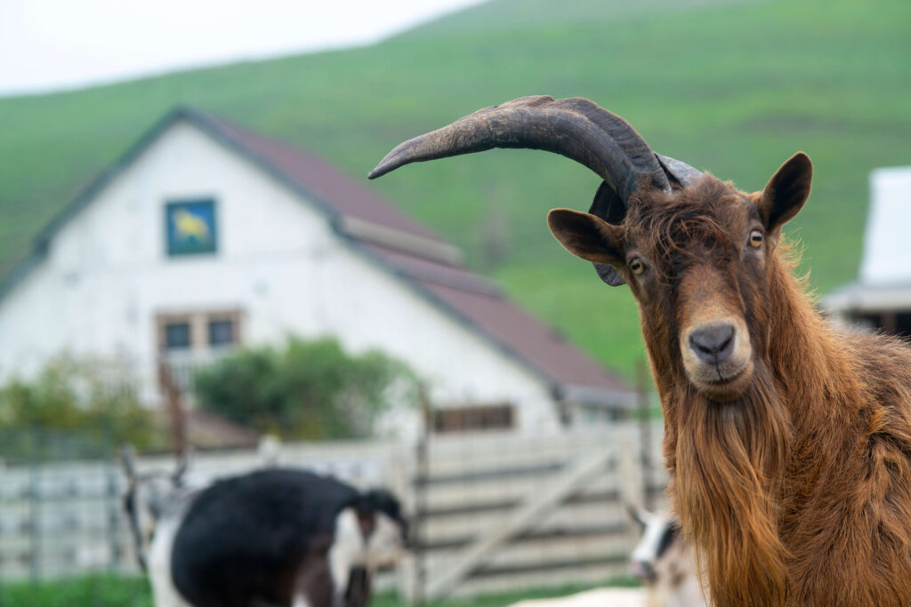 Pescadero Goats