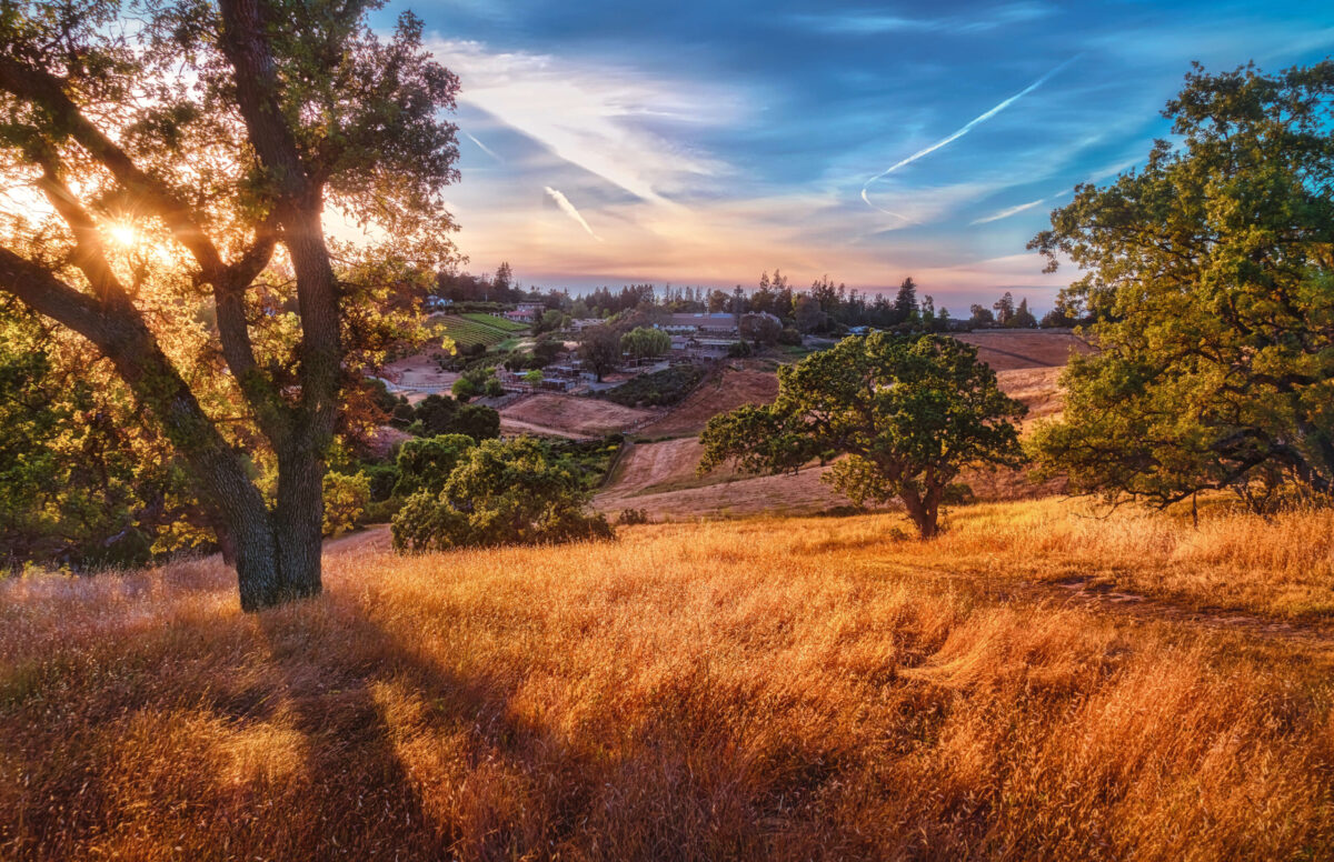 Pastoral California Hillside