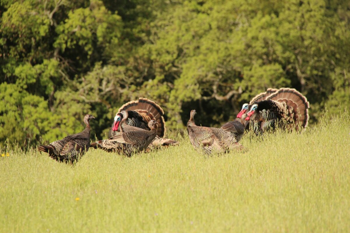 Perfect Shot: Arastradero Wild Turkeys